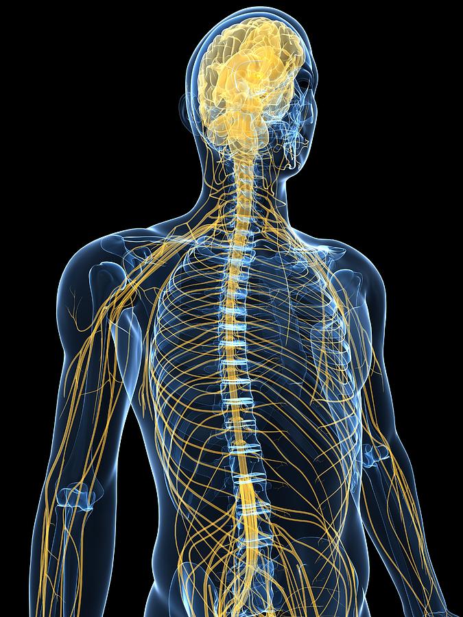 11 human nervous system artwork sciepro